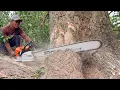 Download Lagu Stihl ms 881 first start \u0026 cutting ‼️ Cut down 2 decades old trees.