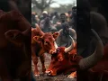 Red bull ur black bull fight #aivideoediting #village #people #bachra#dead