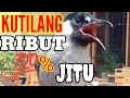 Download Lagu kutilang ribut....!!! suara jernih durasi panjang cocok buat masteran dan pikat