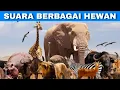 Download Lagu Efek Suara Berbagi Macam Hewan | Animal Sharing Sound Effects