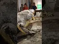 Download Lagu Lolong the largest crocodile in captivity at the National Museum of Natural History