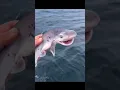 Download Lagu You should never catch a baby shark even by mistake! #shorts #fact #shark
