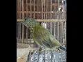 Download Lagu Cara bedakan jantan burung  cocak Bayaman akurat..