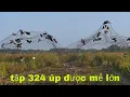 Download Lagu tập 324 bẫy cu ngói cùng ông bạn Chẻ úp được mẻ cu ngói lớn