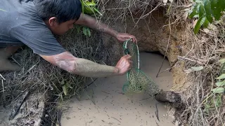 Mengeluarkan Puluhan Kilo Gram Ikan Lele Lembat Hanya Dalam Satu Lubang Kekeringan 