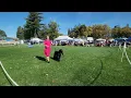 11 09 2024 Wine Country KC in Napa CA Afghan Hound Judging under Mr Gabriel Valdez