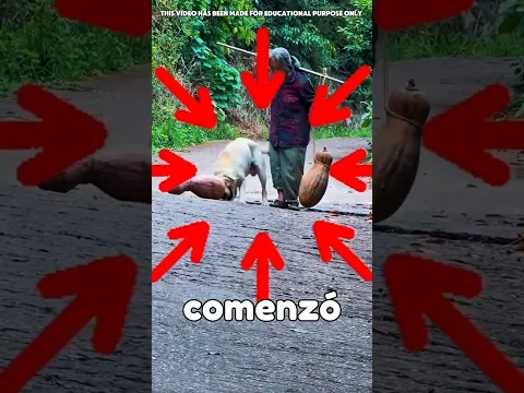 Este Perro Solo Quería Ayudar A Su Abuela 🥹🐶