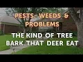 The Kind of Tree Bark That Deer Eat
