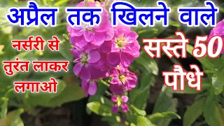 अप्रैल तक खिलने वाले फुलों के पौधे नर्सरी से लेकर आज ही लगाएं | Winter Spring Season Flower Plant