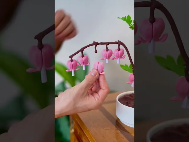 Bleeding Hearts - Functional Plant Print For Valentines Day - Jewelry Box video thumbnail