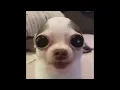dog gif 1 hour