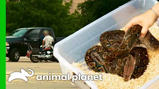 Game Wardens Save A Python During A Buy-And-Bust Operation Lone Star Law