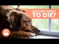 Download Lagu 10 SIGNS a DOG is DYING 🐶💔 Critical Symptoms You Can't Ignore