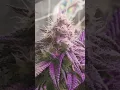 Dirty Bird Brunch v2 lovers cut from seed North Atlantic seed co