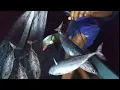 Download Lagu Pasang PUKAT/JARING Malam Hari, Gak Nyangka Nyangkut IKAN TUNA CAKALANG _ Night Net Fishing