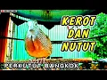 Download Lagu Perkutut bangkok BIRAHI‼️KEROT dan NUTUT cocok untuk PANCINGAN.