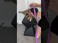 Demonstration Honest Review of Voyager Step In Harness