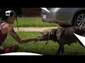 Can Dr Kristen Save The Dogs Pit Bulls Parolees S7B Animal Planet India