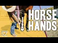 What are the Bones in Horse s Hooves