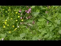 Download Lagu Liljan  (Lily) - Maria Kalaniemi \u0026 Eero Grundström