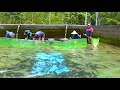Download Lagu A working day of a young couple at the sturgeon pond on a rainy day - Quick meal with pho