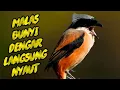 Download Lagu LANGKAAA❗️ CENDET MABUNG GACOR❗️ MASTERAN CENDET GACOR DOR 100% AMPUH UNTUK MASTERAN PENTET