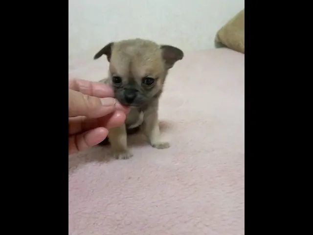 動画