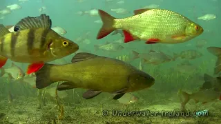 I am a 🐟 Very relaxing better than medication underwater views & calming music for sleep, yoga.