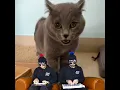 French Fuse - The Cat Song [Cat Remix]