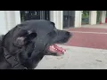 Download Lagu Veterinarian Warns Pet Owners of rising heat stroke Cases in dogs