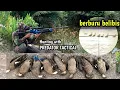 Download Lagu BERBURU BELIBIS TAMBAK DI SPOT BARU || HUNTING WITH PCP PREDATOR TACTICAL #berburu #hunting #belibis