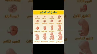 مراحل نمو الجنين 