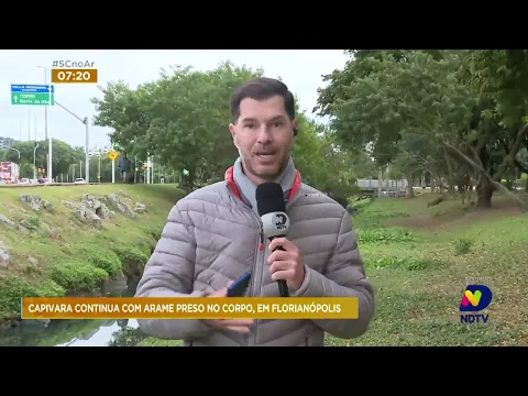 Capivara permanece com arame preso no corpo há dias em bairro residencial de Florianópolis