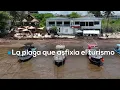 Download Lagu #ZonaVerde | Playas paradisiacas convertidas en lodo: el sargazo devora el Caribe mexicano
