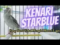 GURU VOKAL KENARI STARBLUE GACOR UNTUK MATERI LAGU