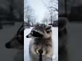 Lagu Raccoon POV: SNOWBALL BETRAYAL 😭❄️