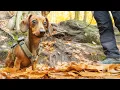 Lagu Mini dachshund in een magisch bos… dan stopt ze plotseling en staart 👀🌲