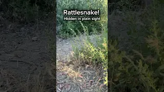 This big Red Diamond Rattlesnake was so hard to see. Let me know when you see it. #snake #snakes