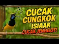 Download Lagu CUCAK CUNGKOK TEMBAKAN KASAR MENGERIKAN JENGGOT