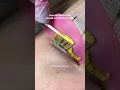 Download Lagu Waarom iedereen dol is op Dolphin Flat Shields 🐬 | Koreaanse must-have voor wimperlifting!