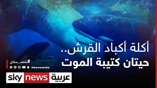أكلة أكباد القرش   كتيبة حيتان الموت     وثائقيات خاصة دندنها