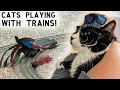 Houden katten van speelgoedtreinen?