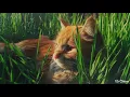 Falani  Vikram Sarkar (slowed+Reverb) New Haryanvi Tranding 