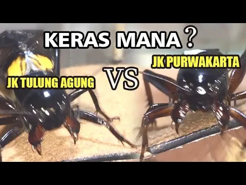 Download MP3 JANGKRIK TULUNG AGUNG VS PURWAKARTA II ADU JANGKRIK
