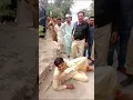 Download Lagu Sindh Police Zindabad Karachi Police zindab good work well done