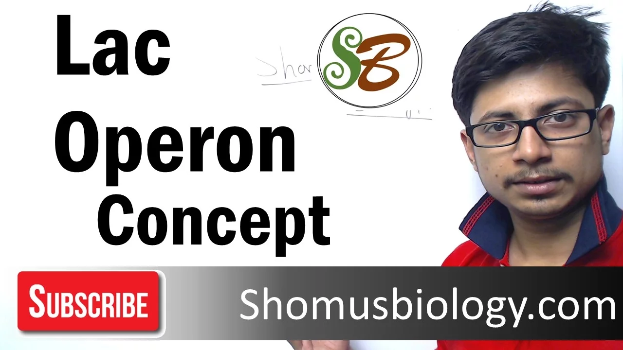 Lac Operon - gene regulation in prokaryotes