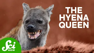 Hyena Queen of the Jungle