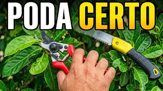Como e porque fazer poda?