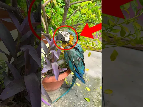 😮#parrot # #video #happy ❤️#viral #shortvideo #viralvideo 😭