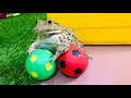 Download Lagu Amazing goalkeeper frog / funny frog 🐸